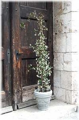 trachelospermum_jasminoides_3_-_digi.jpg