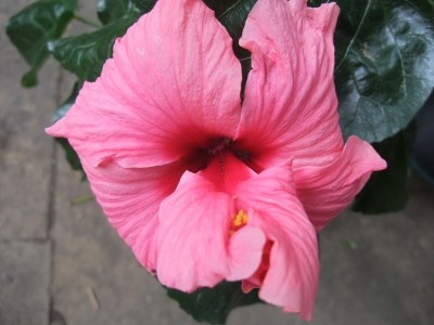 DSCF8064.JPG