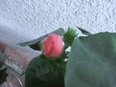 DSCF7909.JPG