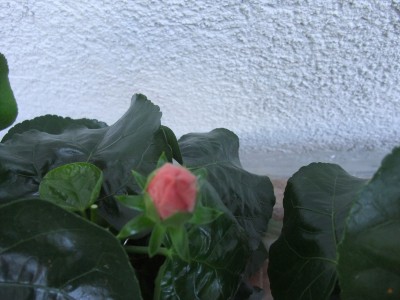 DSCF7908.JPG