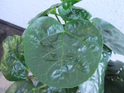 DSCF7907.JPG