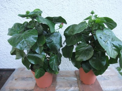 DSCF7906.JPG