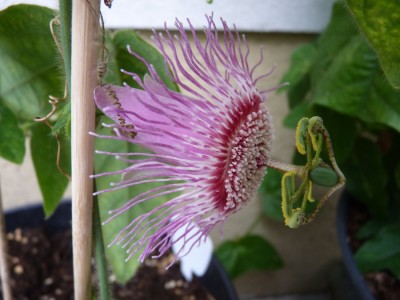 Passiflora menispermifolia var. rosea.jpg