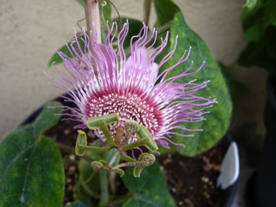 Passiflora menispermifolia var. rosea 1.jpg