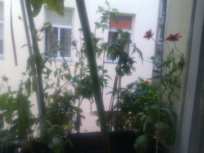 1807upsblumeringelbrombeer.jpg