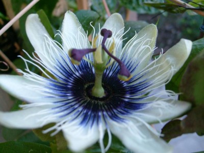 passiflora sapphire2.JPG
