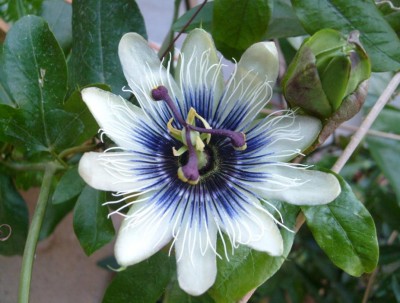 passiflora sapphire.JPG