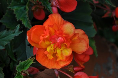 Begonien (2) (2000x1328).jpg