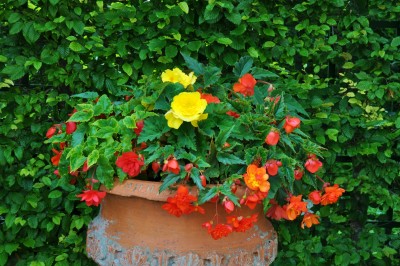 Begonien (1) (2000x1328).jpg