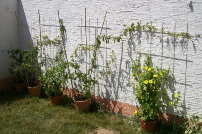 Garten_26.06.2011_1.jpg