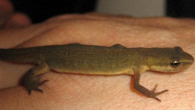 Bild green24 195.jpg