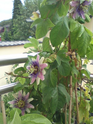 DSC01369.JPG