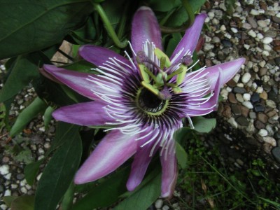 RIMG0040.JPG