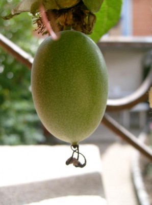 P. Sapphire Frucht.JPG