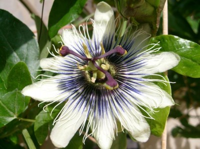 P. Sapphire.JPG