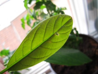 Kopie von 19. Juli 2011 - 6 Tage ST 005.jpg