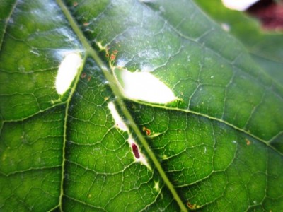 Kopie von 19. Juli 2011 - 6 Tage ST 001.jpg