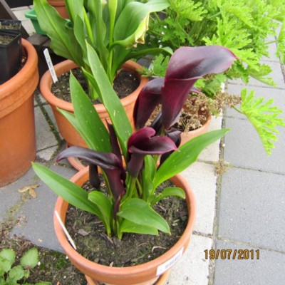 calla schwarz-3.jpg