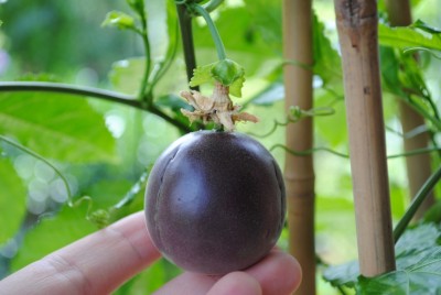 Maracuja.JPG