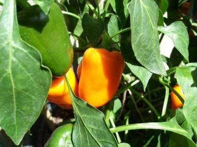 Paprika.jpg