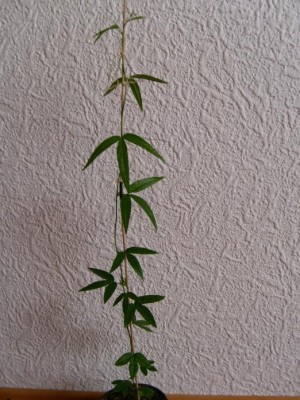 P. tarminiana.JPG