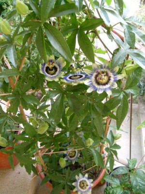 P. caerulea.JPG