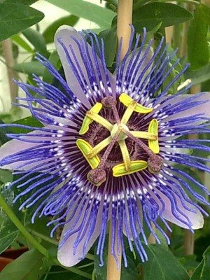 Passiflora 'Jara'.jpg