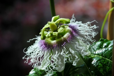 edulis.jpg