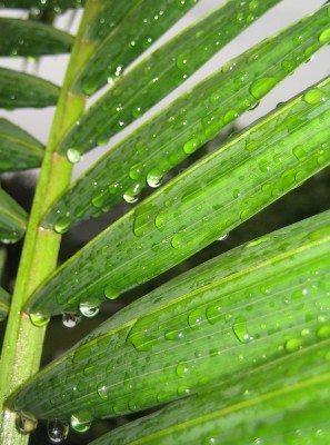 Bild green24 205.jpg