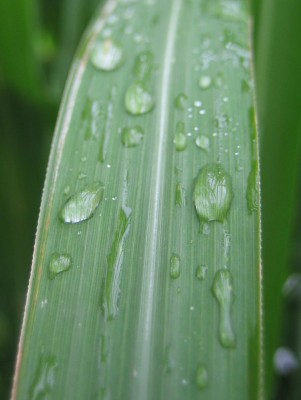 Bild green24 198.jpg