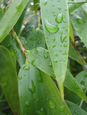 Bild green24 197.jpg