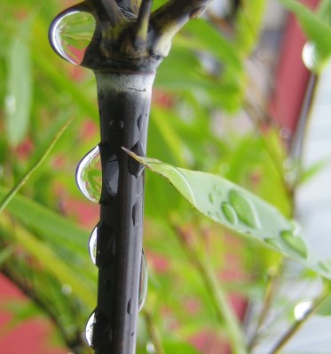 Bild green24 196.jpg