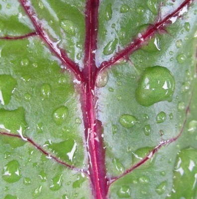 Bild green24 215.jpg