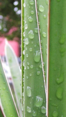 Bild green24 242.jpg