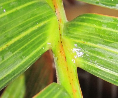 Bild green24 248.jpg