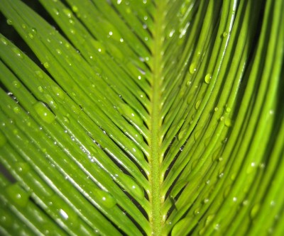 Bild green24 206.jpg