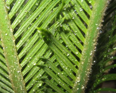 Bild green24 201.jpg