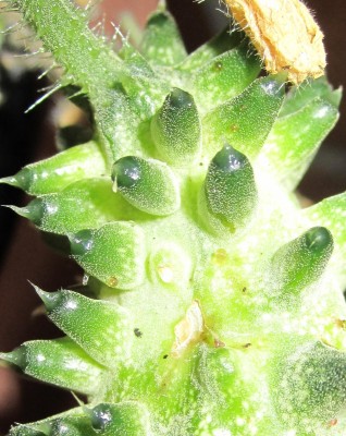 Bild green24 252.jpg