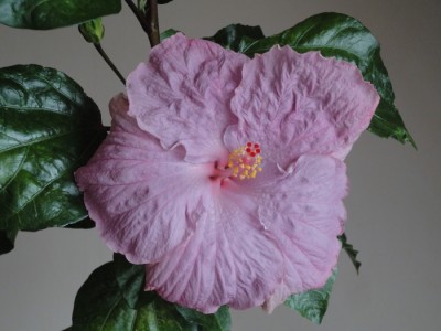Carmen Keene x Topaz Glory.JPG