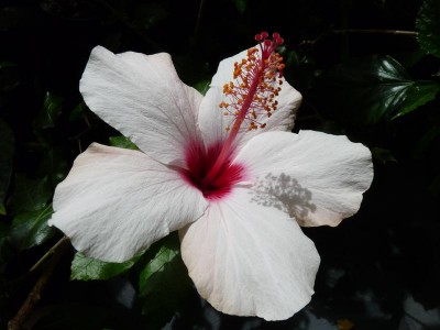 canary_island02.jpg