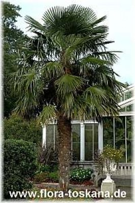 trachycarpus_fortunei_1_-_261005.jpg