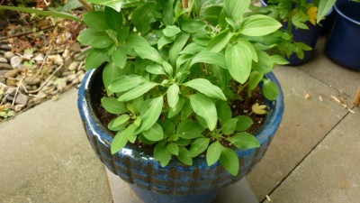Thunbergia GrandifloraJPG.jpg
