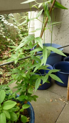 Bananen Maracuja.JPG