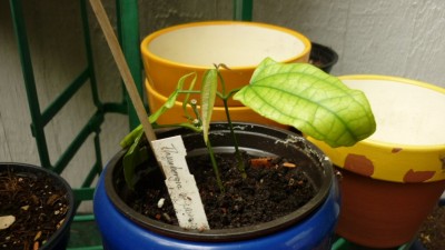 Thunbergia Mysorensis1.jpg