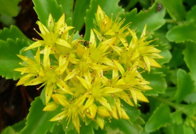 S. Kamtschatikum.JPG