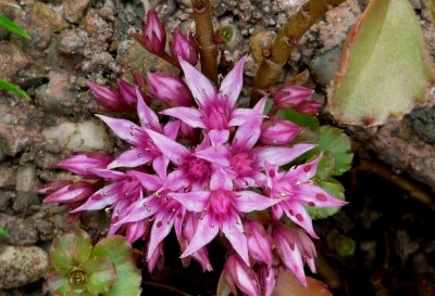 Sedum pink blühend.JPG