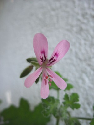 DSCF8303.JPG