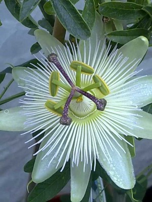 Passiflora caerulea 'Constance Elliott'.jpg