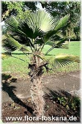 trachycarpus_wagnerianus_os-_digi.jpg