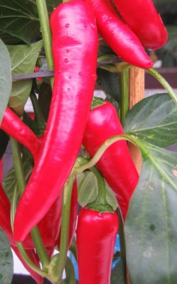 Bild green24 253.jpg